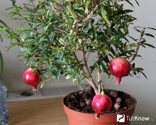 Гранатовое дерево, как выглядит. Как цветет дерево граната 03 Гранатовое дерево, как выглядит. Как цветет дерево граната 03