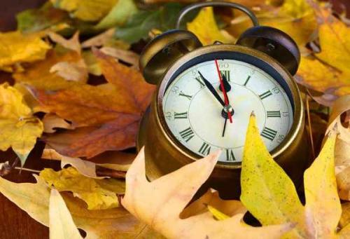 Когда сажать деревья осенью. Какие деревья и кустарники лучше сажать осенью и почему? 03