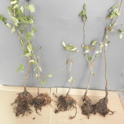 Когда сажать деревья осенью. Какие деревья и кустарники лучше сажать осенью и почему? 13