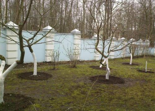 Когда сажать деревья осенью или весной. Посадка деревьев: весной или осенью? Когда лучше?