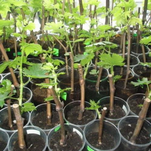 Когда сажать деревья осенью. Какие деревья и кустарники лучше сажать осенью и почему? 09