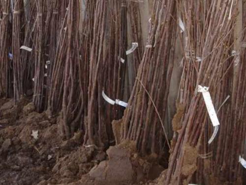 Когда сажать деревья осенью. Какие деревья и кустарники лучше сажать осенью и почему? 04