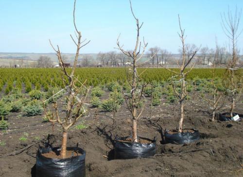 Когда сажать деревья осенью или весной. Посадка деревьев: весной или осенью? Когда лучше?