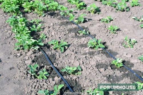 Установка систем автоматического полива. Разновидности поливальных установок и принципы расположения оросительного оборудования.