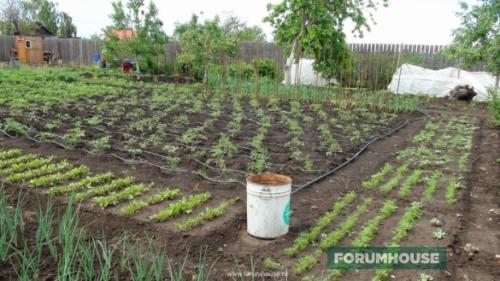 Вечный капельный полив своими руками сделай и себе такой. Капельный полив: капельницы, спринклеры, микроразбрызгиватели