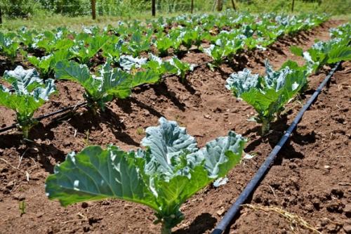 Вечный капельный полив своими руками сделай и себе такой. Капельный полив: капельницы, спринклеры, микроразбрызгиватели