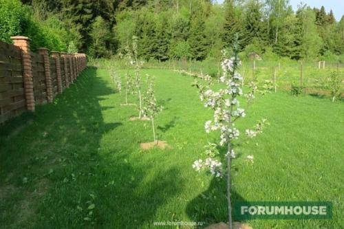 Расстояние между деревьями при посадке сада таблица. Расстояние между растениями