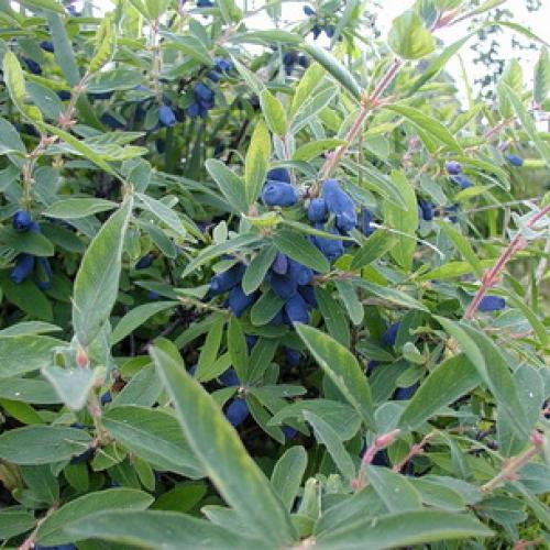 Какие плодовые деревья сажают осенью. Какие плодовые деревья и кустарники сажают осенью 03 Какие плодовые деревья сажают осенью. Какие плодовые деревья и кустарники сажают осенью 03