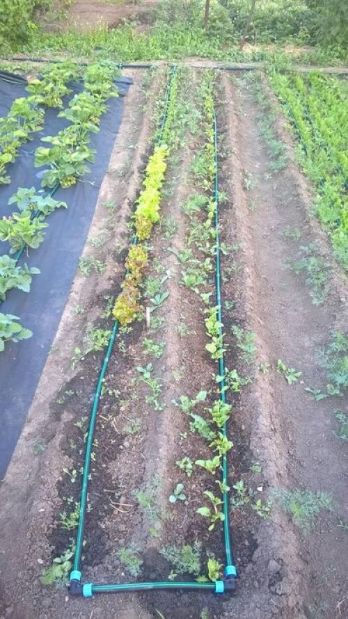 Старт коннектор для капельного полива. Сборка капельного полива с фитингами с поджимной гайкой