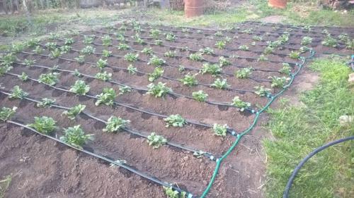 Старт коннектор для капельного полива. Сборка капельного полива с фитингами с поджимной гайкой