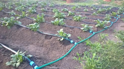 Старт коннектор для капельного полива. Сборка капельного полива с фитингами с поджимной гайкой