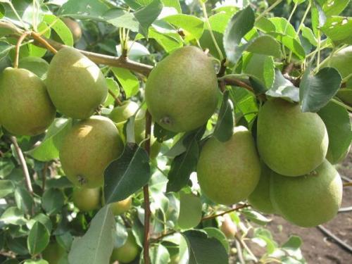 Какие плодовые деревья сажают осенью в подмосковье. Описание плодовых деревьев