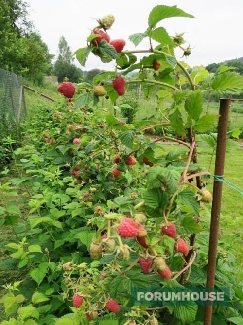 Расстояние между деревьями при посадке сада таблица. Расстояние между растениями