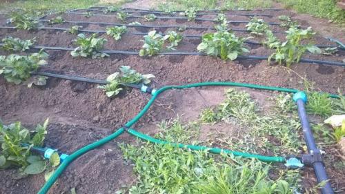 Старт коннектор для капельного полива. Сборка капельного полива с фитингами с поджимной гайкой