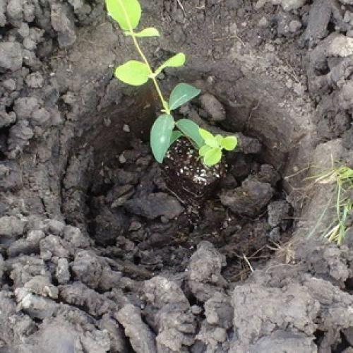 Какие плодовые деревья сажают осенью. Какие плодовые деревья и кустарники сажают осенью 02