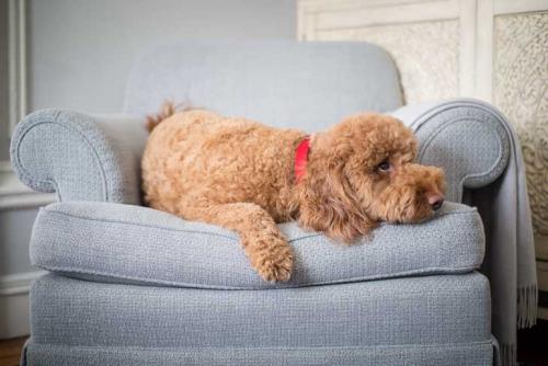 Работы дизайнера Peti Lau 23