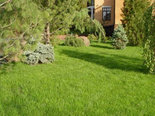 Как правильно сеять спортивный газон. Виды газонов: как правильно выбрать газонную траву