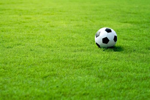 Как правильно сеять спортивный газон. Виды газонов: как правильно выбрать газонную траву