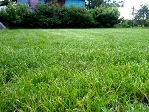 Как правильно сеять спортивный газон. Виды газонов: как правильно выбрать газонную траву