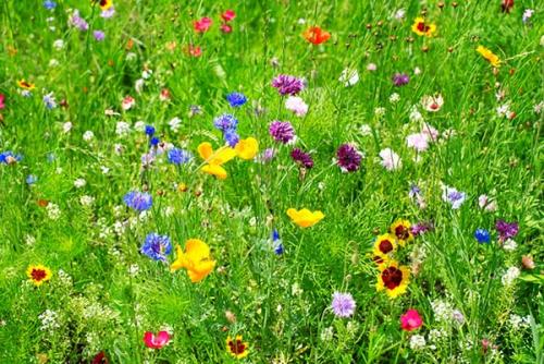 Как правильно сеять спортивный газон. Виды газонов: как правильно выбрать газонную траву