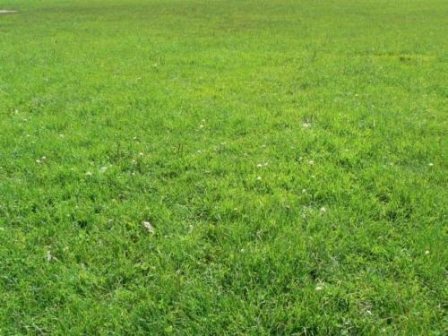 Спортивный газон