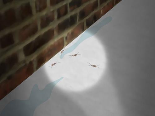 Маленькие коричневые жучки в ванной. О внешности любителей сырости