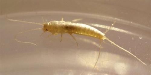 Мелкие насекомые в ванной. Как избавиться от мелких мушек 14