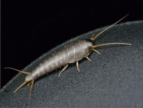 Мелкие насекомые в ванной. Как избавиться от мелких мушек 13