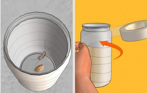 Мелкие насекомые в ванной. Как избавиться от мелких мушек 08