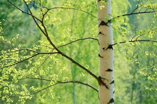 Какие лучше дрова для бани. Правила заготовки дров для бани 01