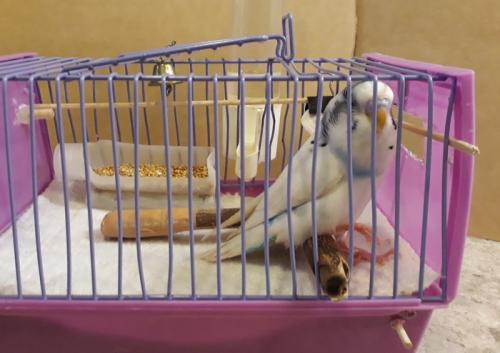 Как увеличить клетку для попугая. Клетка для волнистого попугая-инвалида