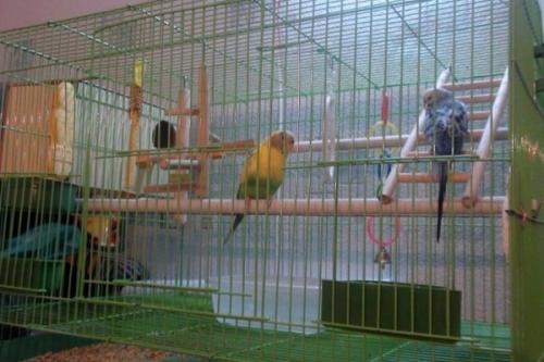 Как сделать клетку для попугаев. Просторная клетка для попугая сооруженная своими руками