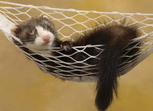 Как сделать клетку для норки. Как самостоятельно построить клетку для хорька