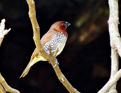 Как сделать клетку для амадин своими руками. Кормушки и поилки