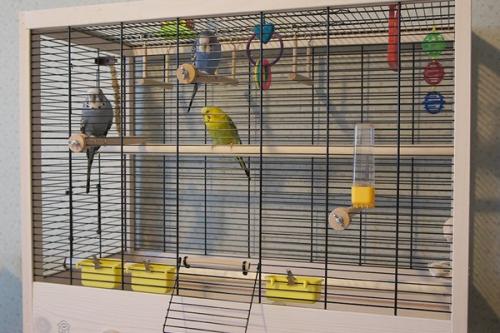 Как сделать клетку для попугаев. Просторная клетка для попугая сооруженная своими руками