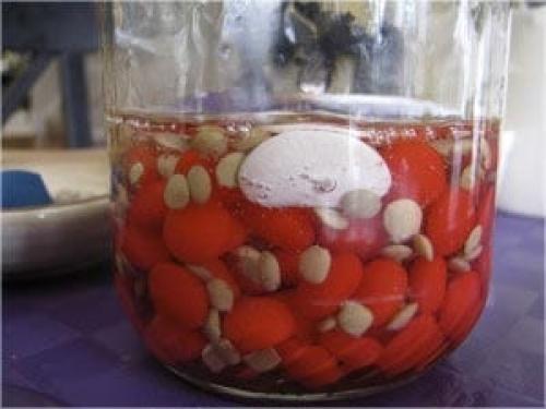 Как сделать клетку по биологии. Занимательные опыты по биологии