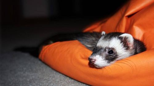 Как сделать клетку для норки. Как самостоятельно построить клетку для хорька