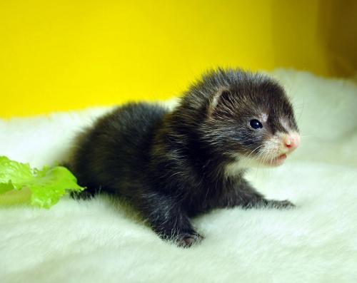 Как сделать клетку для норки. Как самостоятельно построить клетку для хорька