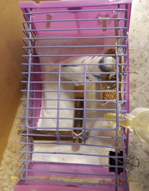 Как увеличить клетку для попугая. Клетка для волнистого попугая-инвалида