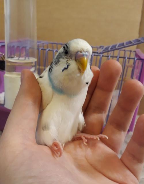 Как увеличить клетку для попугая. Клетка для волнистого попугая-инвалида