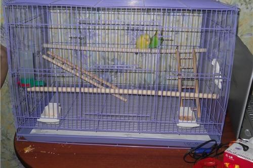 Как сделать клетку для попугаев. Просторная клетка для попугая сооруженная своими руками