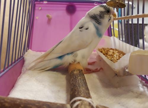 Как увеличить клетку для попугая. Клетка для волнистого попугая-инвалида