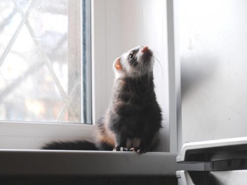 Как сделать клетку для норки. Как самостоятельно построить клетку для хорька