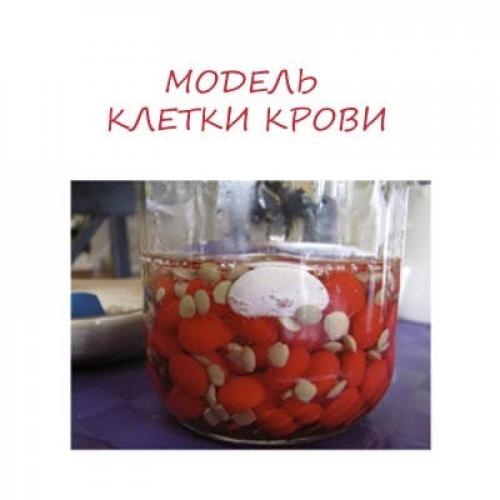Как сделать клетку по биологии. Занимательные опыты по биологии