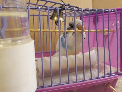 Как увеличить клетку для попугая. Клетка для волнистого попугая-инвалида