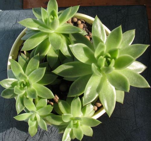 Суккулент микс уход в домашних условиях. Уход за суккулентами 09