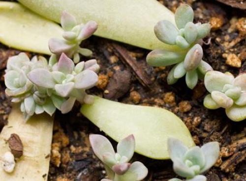 Суккулент микс уход в домашних условиях. Уход за суккулентами 17