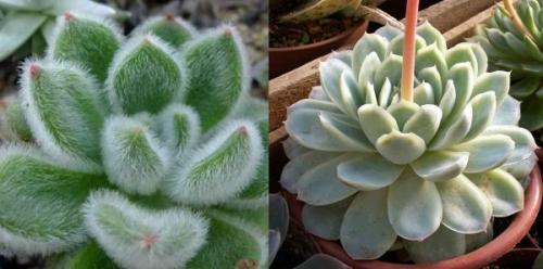 Суккулент микс уход в домашних условиях. Уход за суккулентами 11