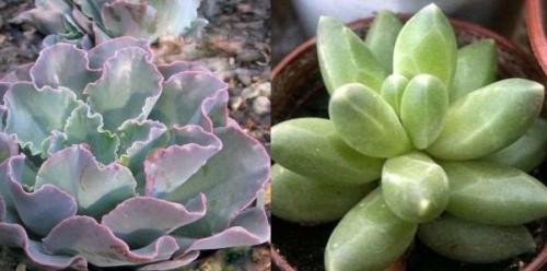 Суккулент микс уход в домашних условиях. Уход за суккулентами 10