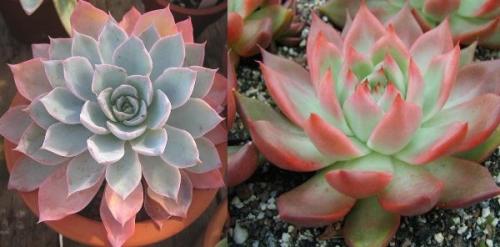 Суккулент микс уход в домашних условиях. Уход за суккулентами 14